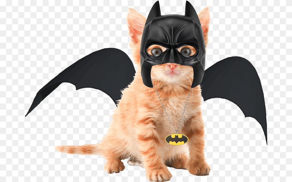 Cute Orange Tabby Kittens, Animal, Cat, Mammal, Pet Free Png