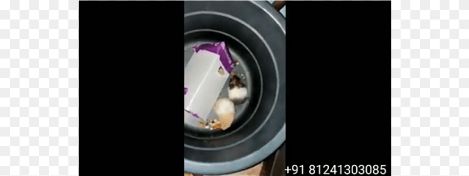 Cute Pair Hamster Hamster Free Png Download