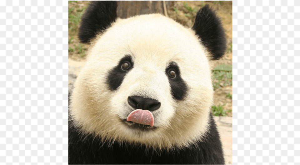 Cute Panda Cute Panda Drawstring Backpacktravel Bags, Animal, Bear, Giant Panda, Mammal Free Transparent Png