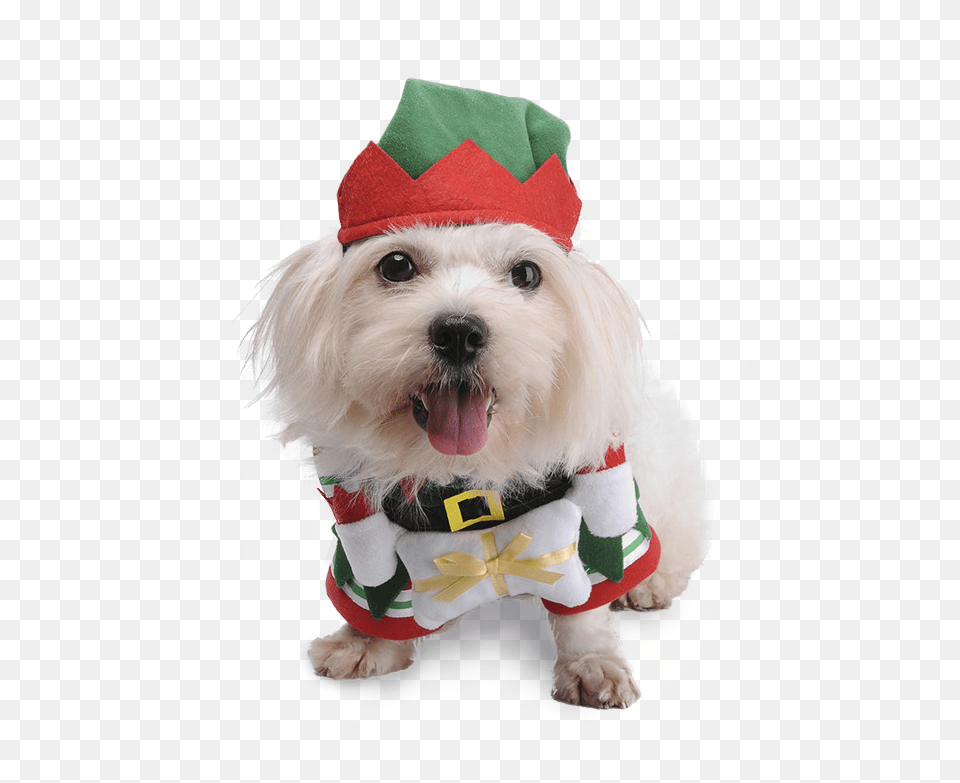 Cute Pet Dog Cat Clothes Christmas Fancy Costume Funny Dog, Animal, Canine, Mammal, White Dog Free Png Download