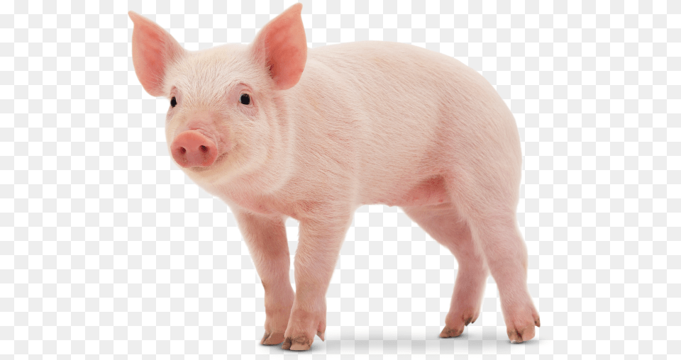 Cute Pig Imagenes De Un Cerdo, Animal, Hog, Mammal, Boar Png Image