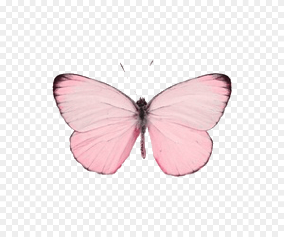Cute Pink Pastel Butterfly Pink Pastel Butterfly, Animal, Insect, Invertebrate Free Transparent Png
