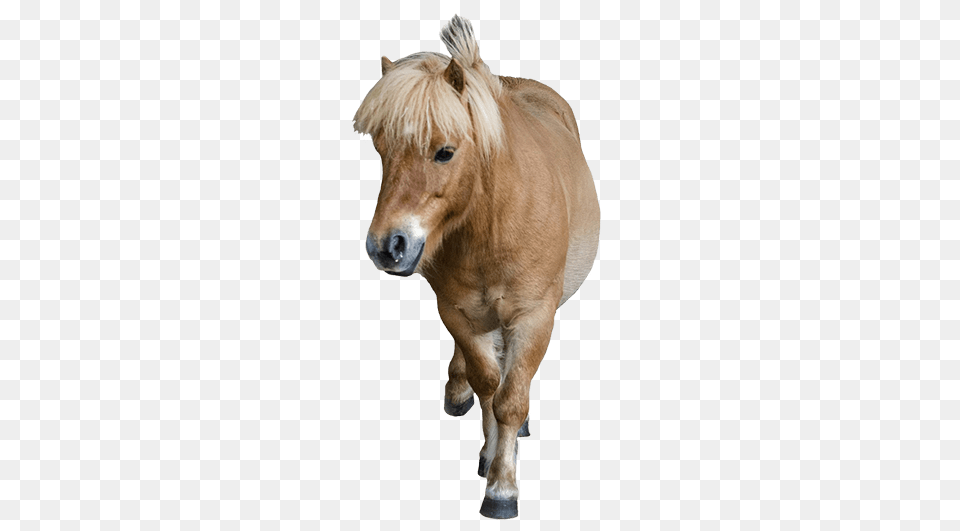 Cute Pony, Animal, Horse, Mammal, Colt Horse Free Transparent Png