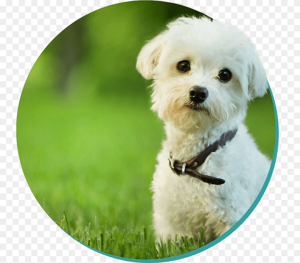 Cute Professional Dog, Photography, Animal, Pet, Mammal Free Transparent Png