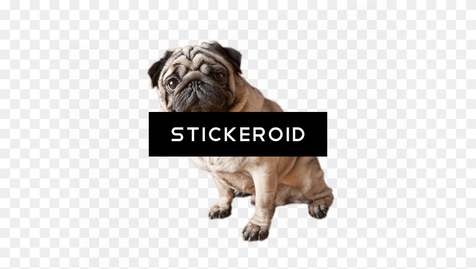 Cute Pug Dog Sitting For Apple Ipad Mini Ipad Mini Pug Dog, Animal, Canine, Mammal, Pet Free Png Download