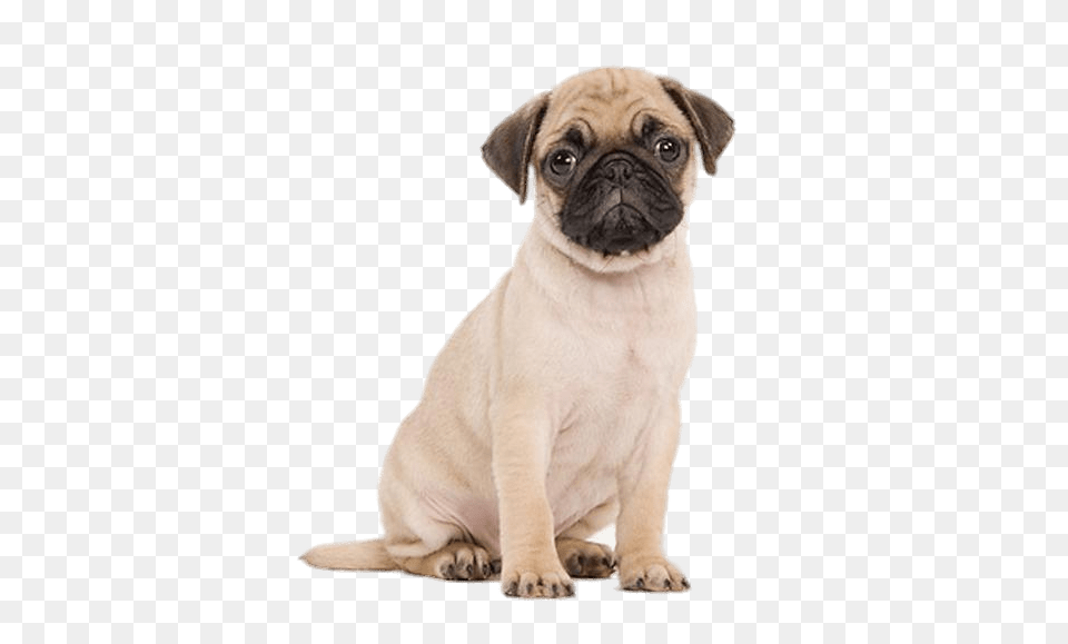 Cute Pug Puppy, Animal, Canine, Dog, Mammal Png Image