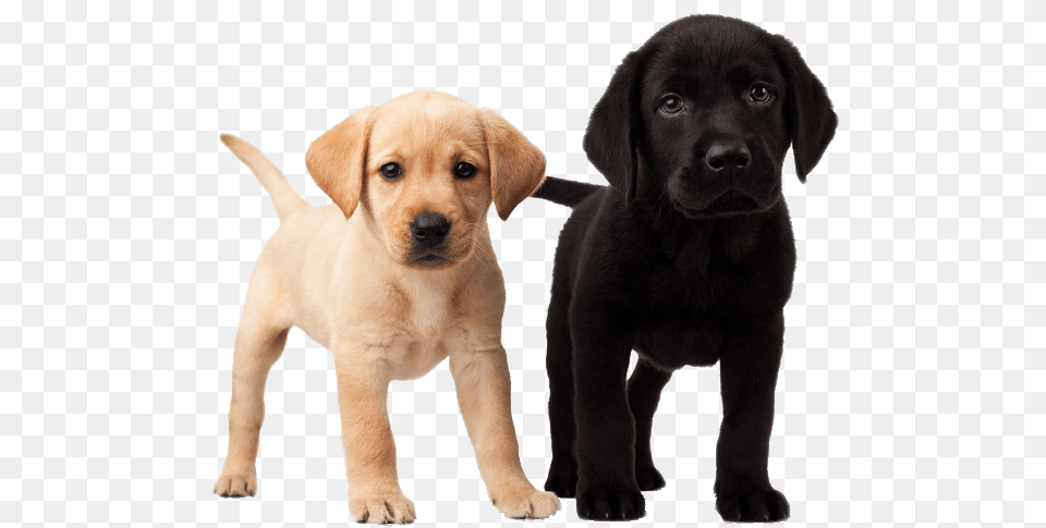 Cute Puppies, Animal, Canine, Dog, Labrador Retriever Png Image