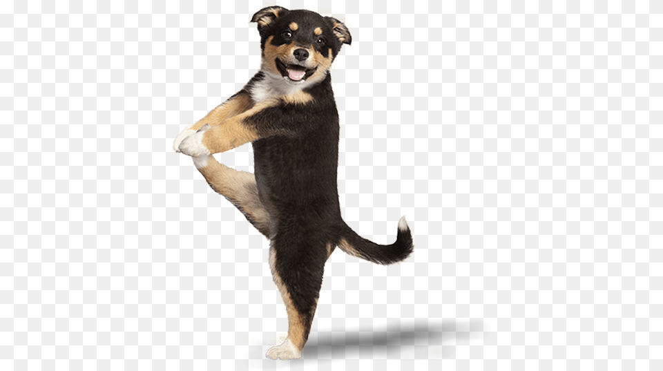 Cute Puppies Doing Tricks, Animal, Canine, Dog, Mammal Png Image