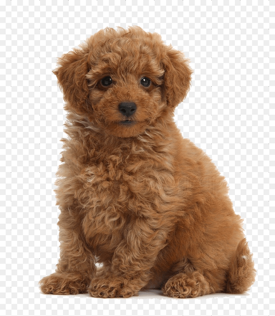 Cute Puppies Download Transparent Toy Poodle, Animal, Canine, Dog, Mammal Free Png