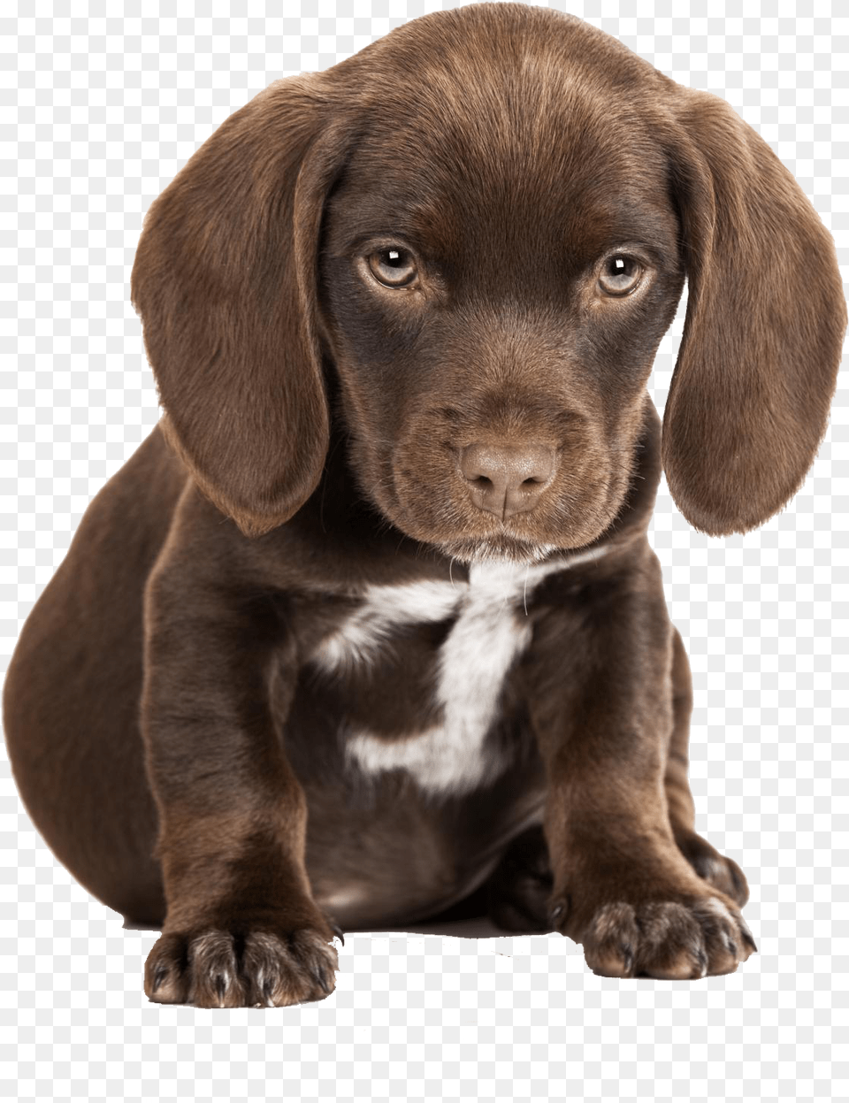 Cute Puppies Pictures Cute Sad Puppy, Animal, Canine, Dog, Mammal Free Png Download
