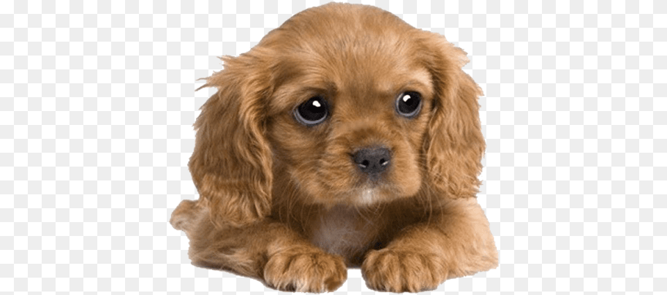Cute Puppies Pics Images King Charles Cavalier Cross Cocker Spaniel, Animal, Canine, Dog, Mammal Png