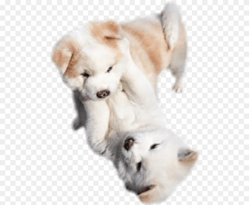 Cute Puppies Puppy Cutie Love Sticker By U2014 Puppies Playing With Each Other, Animal, Canine, Dog, Mammal Png Image