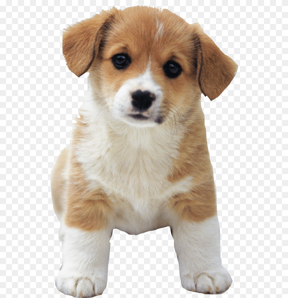 Cute Puppy, Animal, Canine, Dog, Mammal Free Png Download