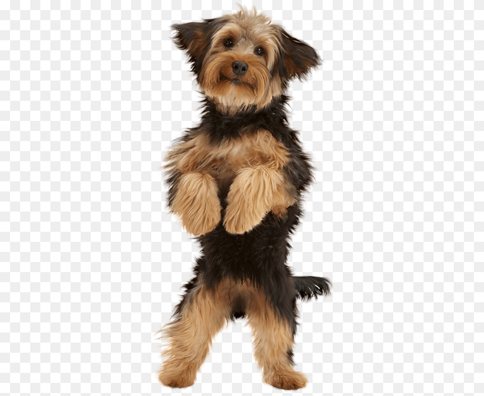 Cute Puppy Dog, Animal, Canine, Mammal, Pet Png Image