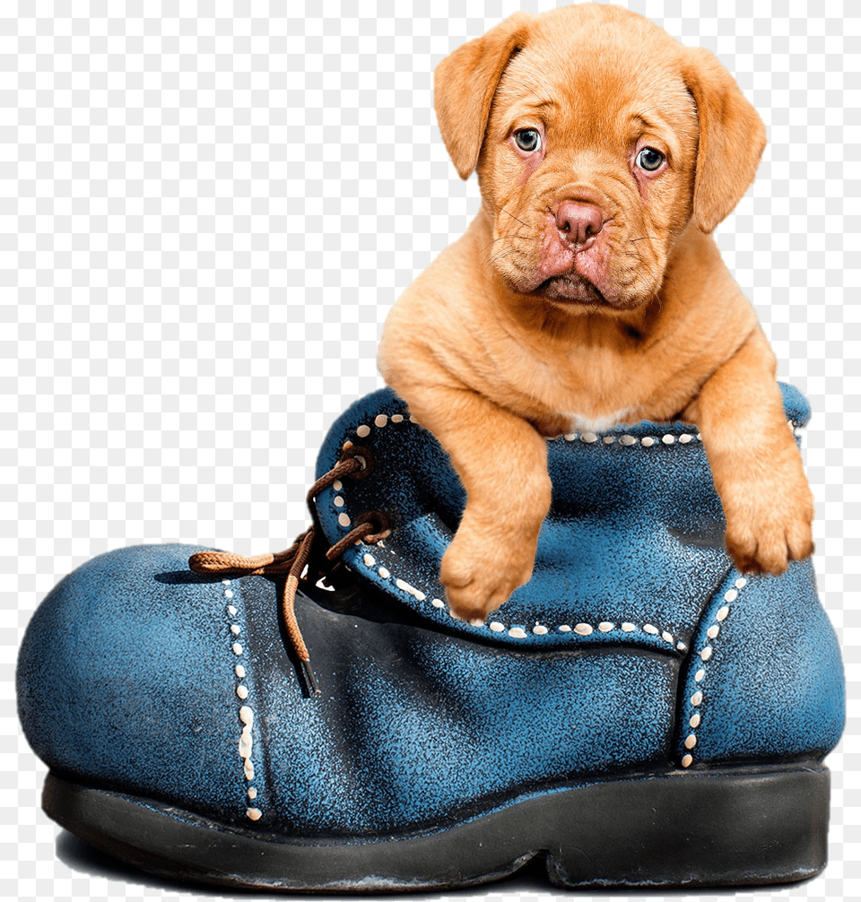 Cute Puppy In A Boot Wear Blue For Men39s Health 2019, Shoe, Clothing, Footwear, Animal Png Image