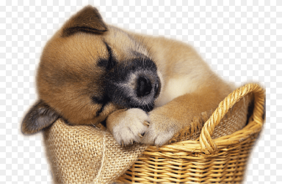 Cute Puppy In Basket Clip Art Clip Art Puppies, Animal, Canine, Dog, Mammal Free Transparent Png