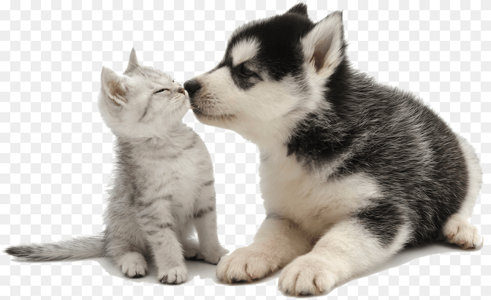 Cute Puppy Kissing Kitten For Animal Chat Clear Background, Cat, Mammal, Pet, Canine Free Png Download