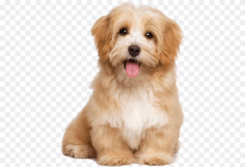 Cute Puppy Transparent Background, Animal, Canine, Dog, Mammal Free Png Download