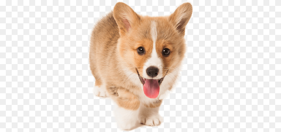 Cute Puppy Background, Animal, Canine, Dog, Mammal Free Transparent Png