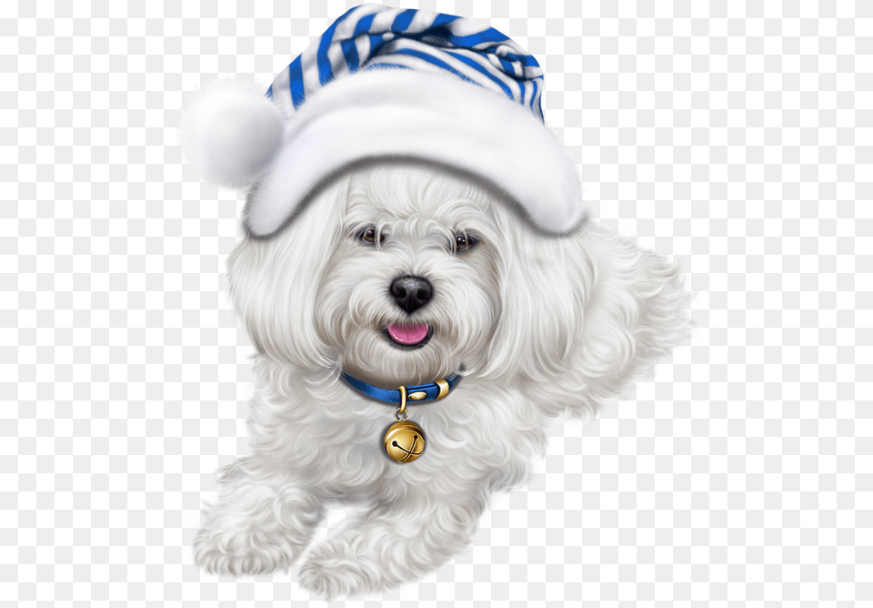 Cute Puppy Transparent Lhasa Apso Clipart Dog Shih Tzu Christmas, White Dog, Pet, Mammal, Hat Png