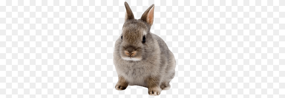 Cute Rabbit, Animal, Mammal, Rat, Rodent Free Transparent Png