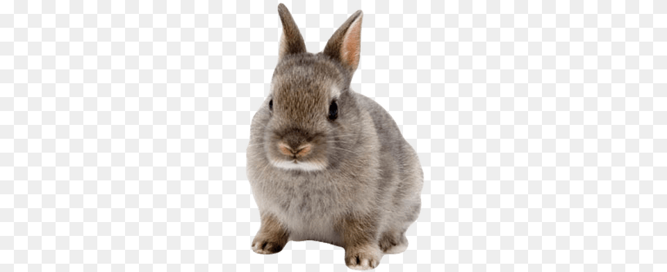 Cute Rabbit Background Rabbit, Animal, Mammal, Rat, Rodent Free Transparent Png