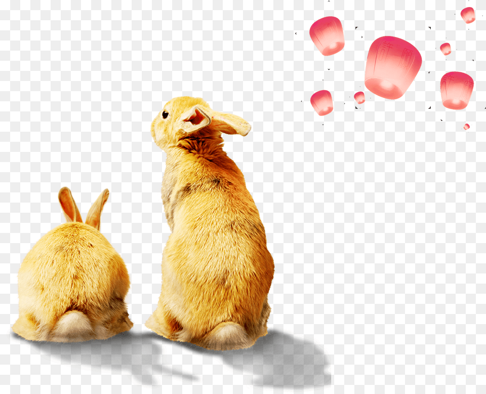 Cute Rabbit Decoration Files, Animal, Mammal, Flower, Petal Free Png Download