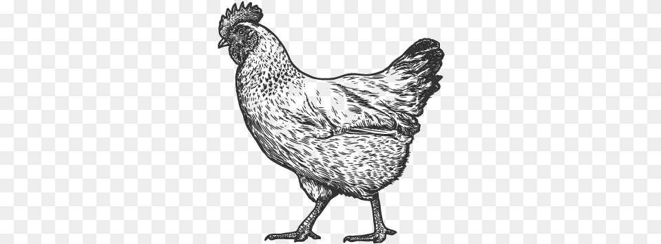 Cute Realistic Chicken Drawing, Animal, Bird, Fowl, Hen Free Transparent Png