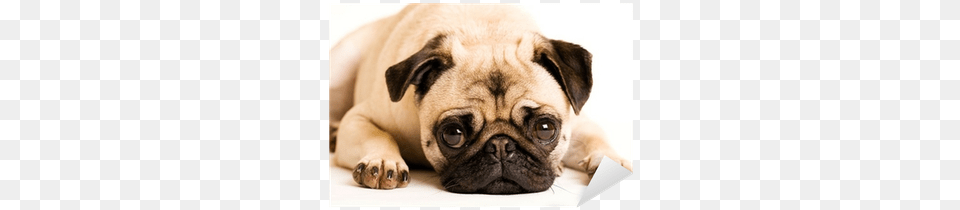 Cute Sad Pug, Animal, Canine, Dog, Mammal Png
