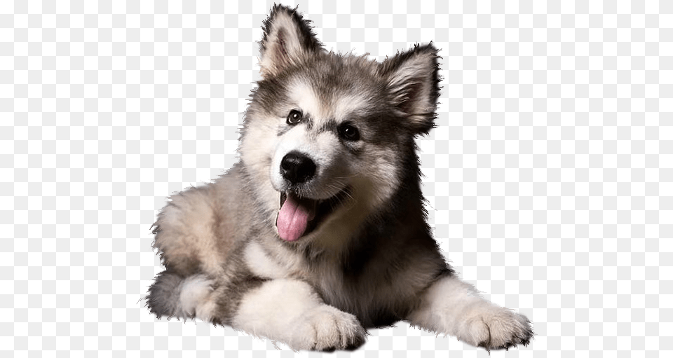 Cute Siberian Husky Puppy, Animal, Canine, Dog, Mammal Free Transparent Png