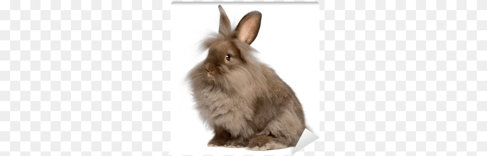 Cute Sitting Chocolate Lionhead Bunny Rabbit Wall Mural Coniglio Testa Di Leone Adulto, Animal, Mammal, Rat, Rodent Png Image