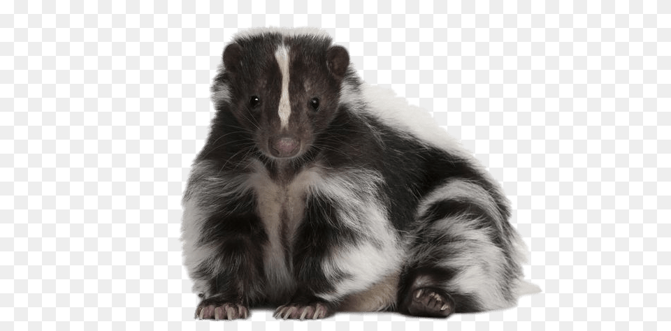 Cute Skunk, Animal, Mammal, Rat, Rodent Png Image