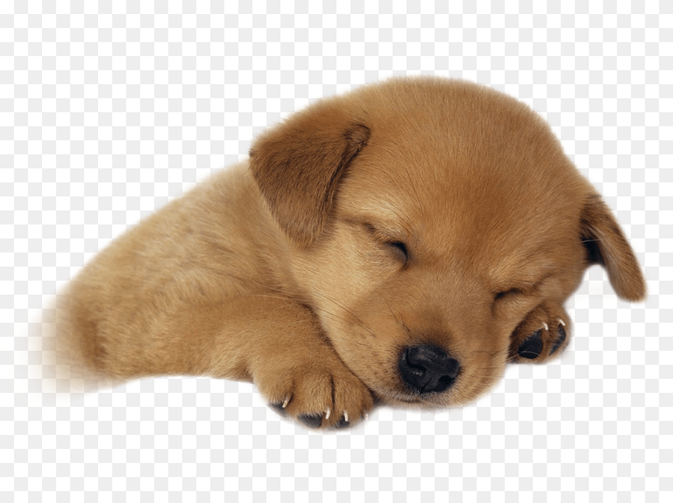 Cute Sleeping Puppy Transparent Image Gambar Anak Anjing Lucu, Animal, Canine, Dog, Mammal Free Png Download