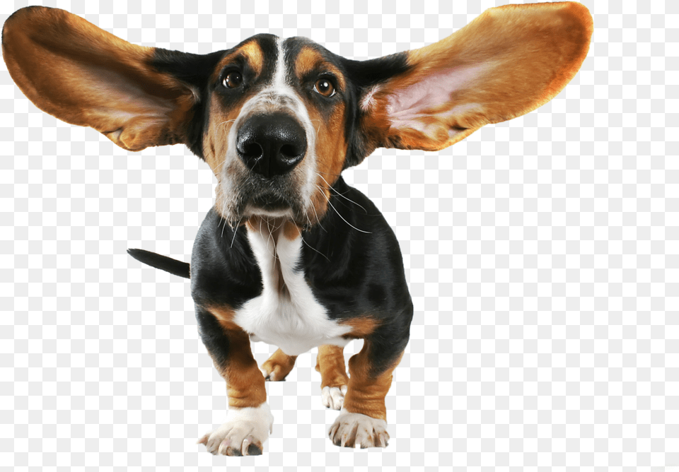 Cute Small Dog With Flying Ears Image Basset Hound Ears, Animal, Canine, Mammal, Pet Free Png Download