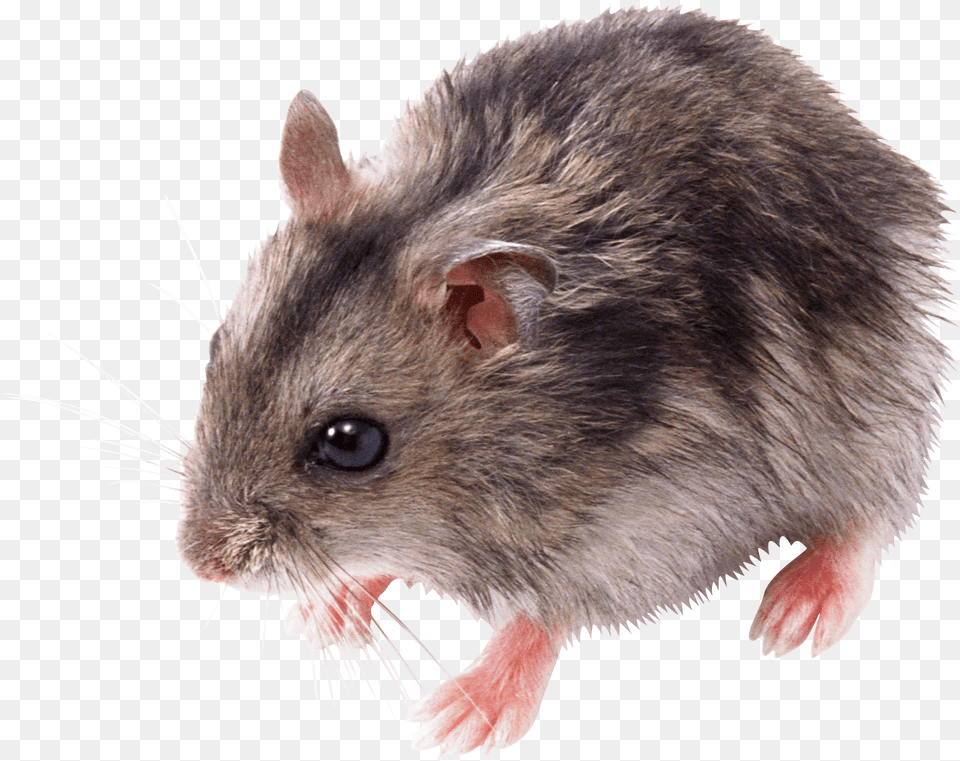Cute Small Mouse, Animal, Mammal, Rat, Rodent Png Image