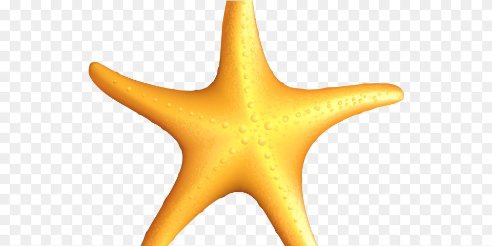Cute Star Toile De Mer, Animal, Sea Life, Invertebrate, Starfish Free Transparent Png
