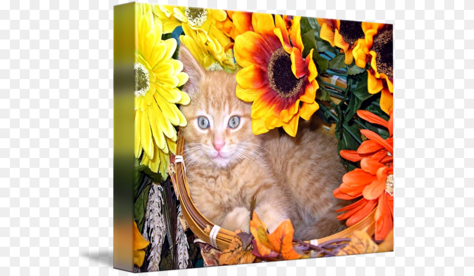 Cute Sunflower Kitty Kitten Portrait By Chantal Tabby Cat, Plant, Daisy, Flower, Petal Free Transparent Png