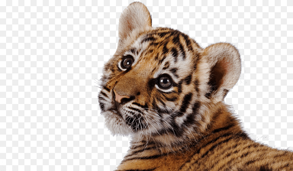 Cute Tiger Wallpaper Hd, Animal, Mammal, Wildlife Free Png