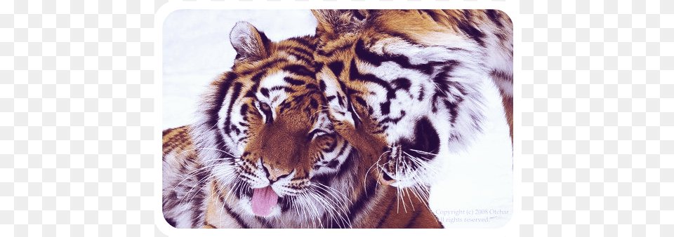 Cute Tigers Tiger Nuzzling, Animal, Mammal, Wildlife Free Png