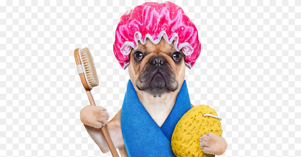 Cute Towel Funny Personnel Dog Bath Hot Clipart Dog Having A Shower, Clothing, Hat, Brush, Tool Free Png
