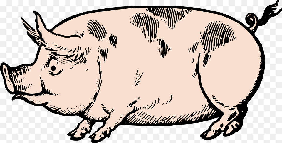 Cute Vintage Pig Clip Art Stock Vector Oh So Nifty Vintage, Animal, Mammal, Hog, Boar Png Image