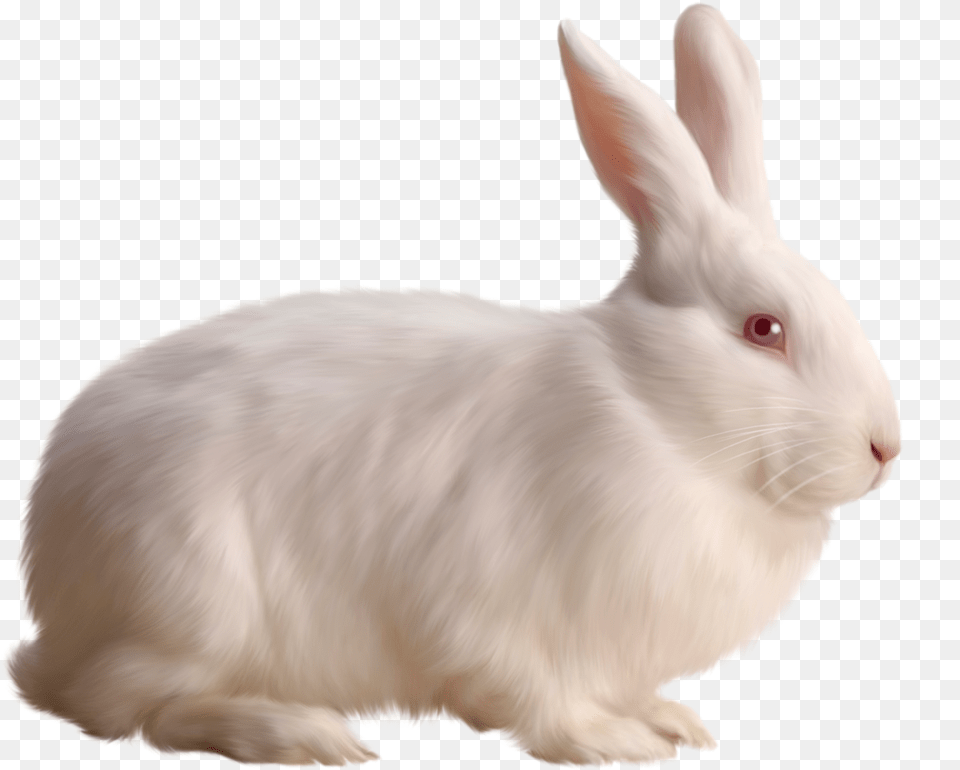 Cute White Mochi For Kids Rabbit, Animal, Mammal, Rat, Rodent Png Image