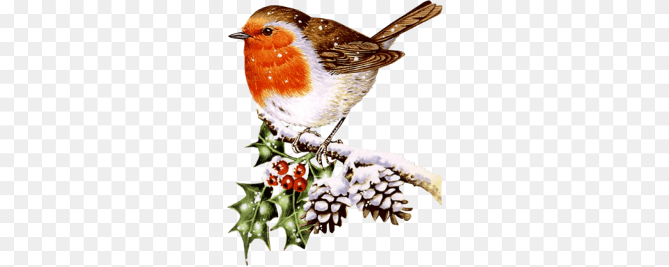 Cute Winter Bird Clip Art Clip Art Winter Bird Related Keywords, Animal, Beak, Robin, Finch Free Png