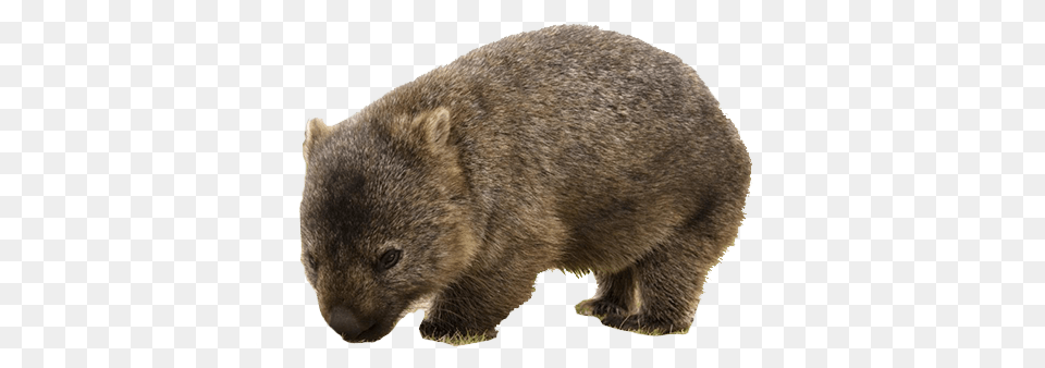 Cute Wombat, Animal, Bear, Mammal, Wildlife Png
