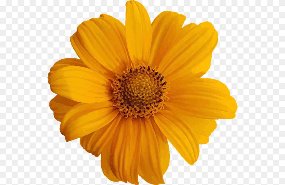 Cute Yellow Flower Stickers, Daisy, Petal, Plant, Pollen Free Transparent Png