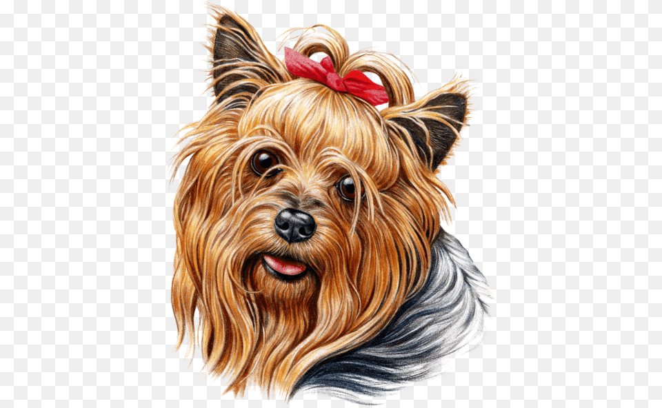 Cute Yorkie, Adult, Person, Woman, Female Png