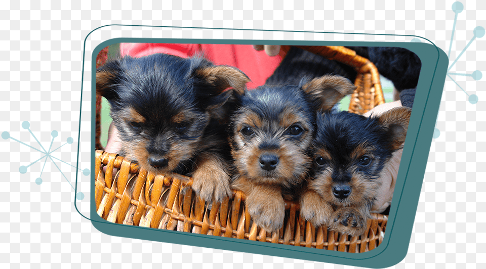 Cute Yorkie Puppies, Animal, Puppy, Canine, Pet Free Transparent Png