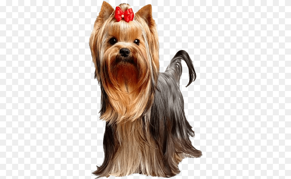 Cute Yorkshire Terrier Dog Transparent Yorkshire Terrier Transparente, Animal, Canine, Mammal, Pet Png