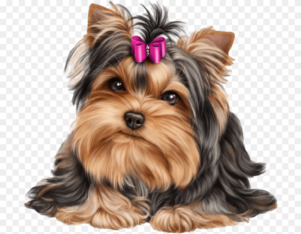 Cute Yorkshire Terrier Dog Yorkie, Animal, Canine, Mammal, Pet Free Png Download