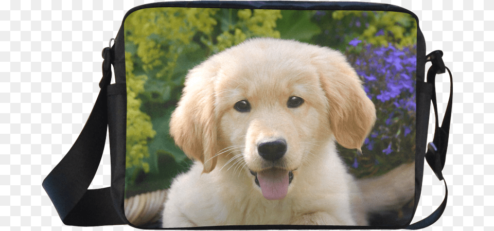 Cute Young Golden Retriever Dog Goldie Puppy Portrait, Pet, Mammal, Golden Retriever, Canine Free Png